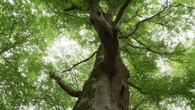 Medio ambiente